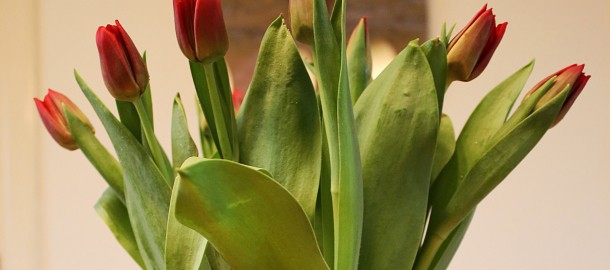 tulp.JPG